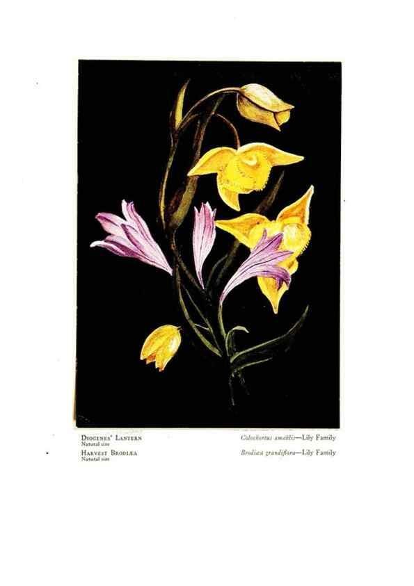 Reproducción/Reproduction 48908428146: Wild flowers from the mountains, cañons and valleys of California;. San Francisco,H. S. Crocker Co.[c1915]. 