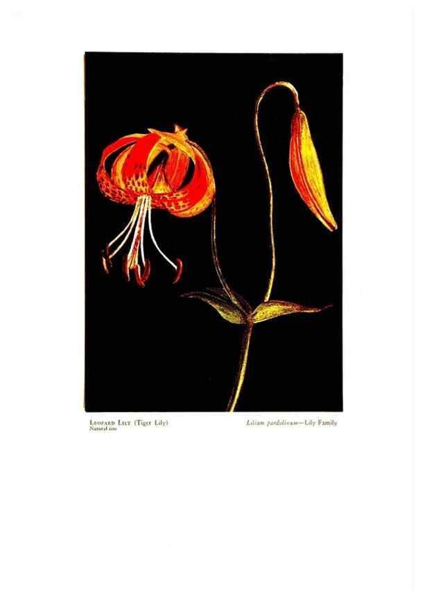 Reproducción/Reproduction 48908428481: Wild flowers from the mountains, cañons and valleys of California;. San Francisco,H. S. Crocker Co.[c1915]. 