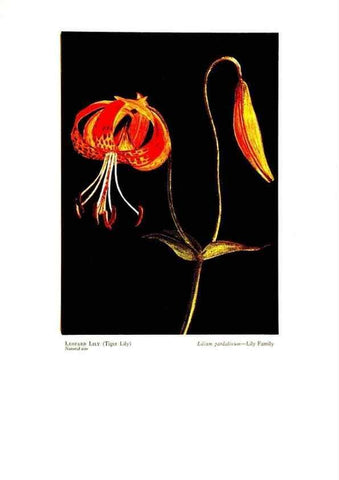Reproducción/Reproduction 48908428481: Wild flowers from the mountains, cañons and valleys of California;. San Francisco,H. S. Crocker Co.[c1915]. 