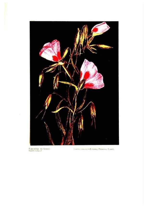 Reproducción/Reproduction 48907898693: Wild flowers from the mountains, cañons and valleys of California;. San Francisco,H. S. Crocker Co.[c1915]. 