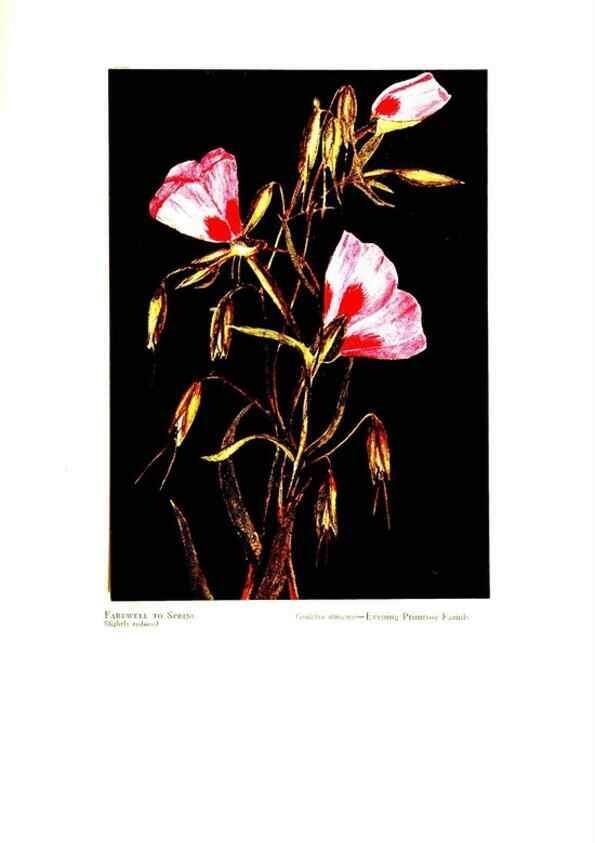 Reproducción/Reproduction 48907898693: Wild flowers from the mountains, cañons and valleys of California;. San Francisco,H. S. Crocker Co.[c1915]. 