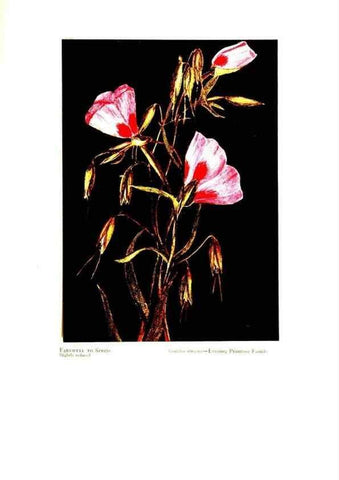 Reproducción/Reproduction 48907898693: Wild flowers from the mountains, cañons and valleys of California;. San Francisco,H. S. Crocker Co.[c1915]. 