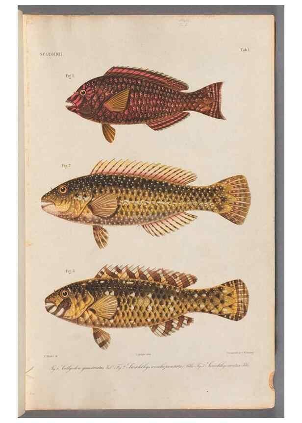 Reproducción/Reproduction 48908091313: Atlas ichthyologique des Indes orientales néêrlandaises :. Amsterdam :Frédéric Muller, editeur,1862-1878. 