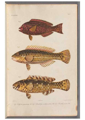 Reproducción/Reproduction 48908091313: Atlas ichthyologique des Indes orientales néêrlandaises :. Amsterdam :Frédéric Muller, editeur,1862-1878. 