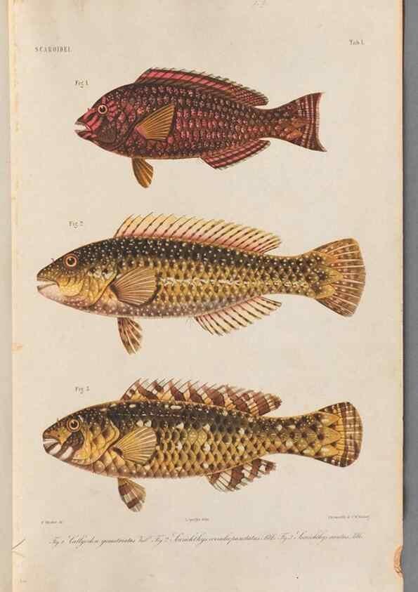 Reproducción/Reproduction 48908091313: Atlas ichthyologique des Indes orientales néêrlandaises :. Amsterdam :Frédéric Muller, editeur,1862-1878. 