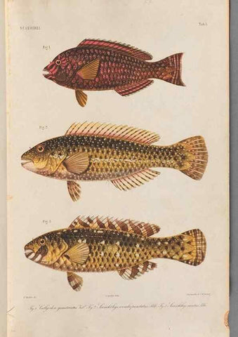 Reproducción/Reproduction 48908091313: Atlas ichthyologique des Indes orientales néêrlandaises :. Amsterdam :Frédéric Muller, editeur,1862-1878. 