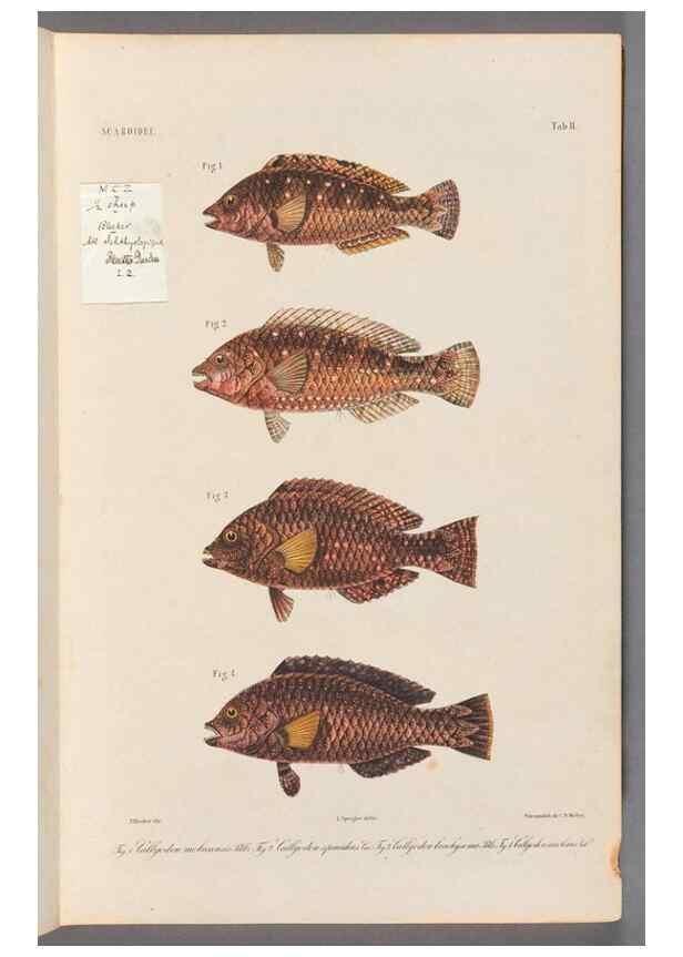 Reproducción/Reproduction 48908622421: Atlas ichthyologique des Indes orientales néêrlandaises :. Amsterdam :Frédéric Muller, editeur,1862-1878. 