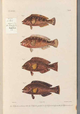 Reproducción/Reproduction 48908622421: Atlas ichthyologique des Indes orientales néêrlandaises :. Amsterdam :Frédéric Muller, editeur,1862-1878. 