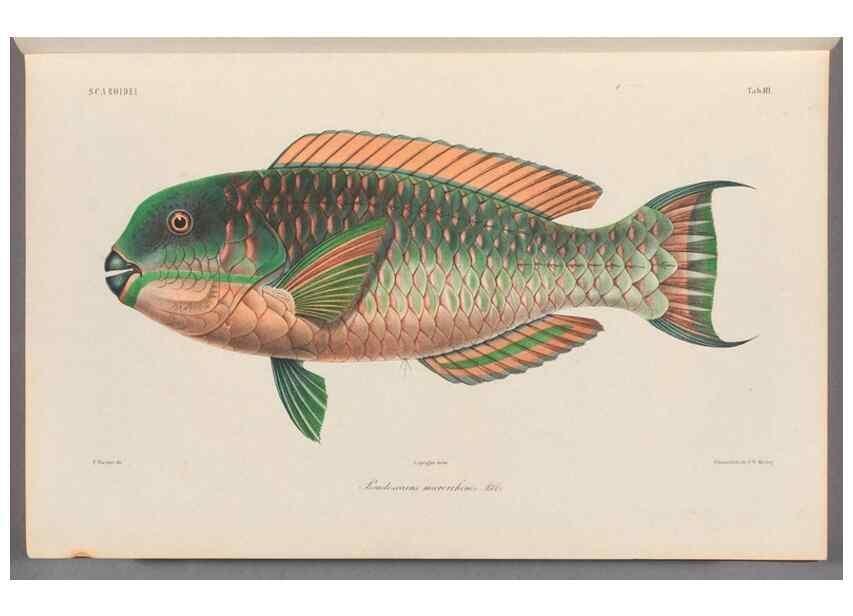 Reproducción/Reproduction 48908622671: Atlas ichthyologique des Indes orientales néêrlandaises :. Amsterdam :Frédéric Muller, editeur,1862-1878. 