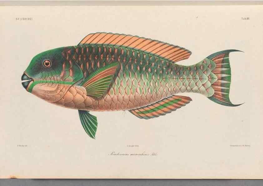Reproducción/Reproduction 48908622671: Atlas ichthyologique des Indes orientales néêrlandaises :. Amsterdam :Frédéric Muller, editeur,1862-1878. 
