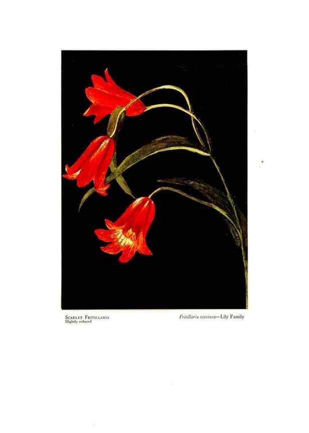 Reproducción/Reproduction 48907897408: Wild flowers from the mountains, cañons and valleys of California;. San Francisco,H. S. Crocker Co.[c1915]. 