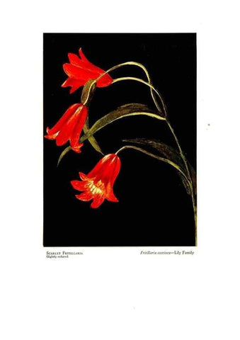 Reproducción/Reproduction 48907897408: Wild flowers from the mountains, cañons and valleys of California;. San Francisco,H. S. Crocker Co.[c1915]. 