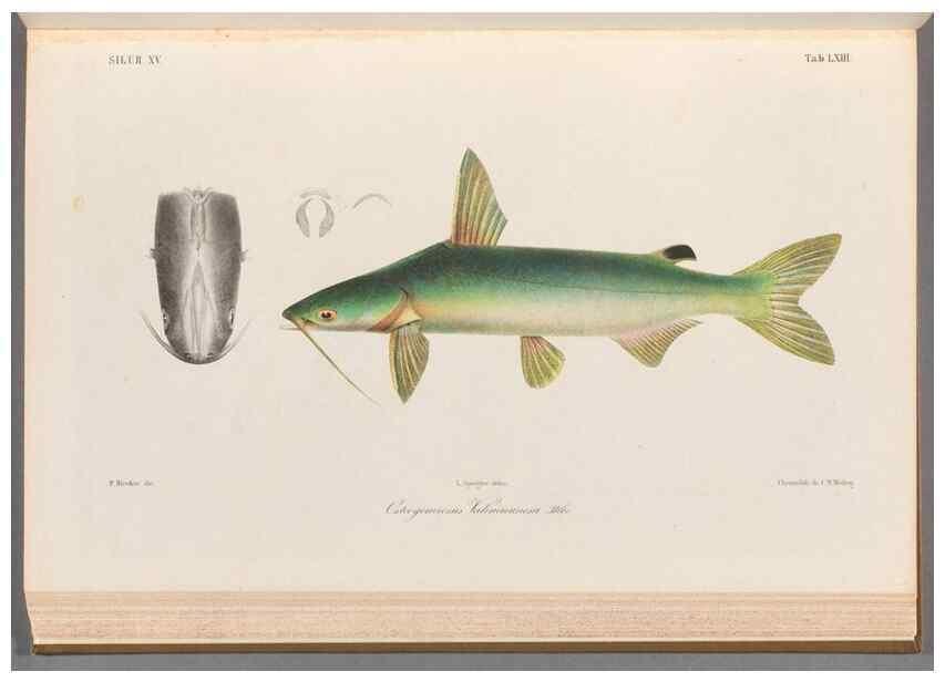 Reproducción/Reproduction 48908879327: Atlas ichthyologique des Indes orientales néêrlandaises :. Amsterdam :Frédéric Muller, editeur,1862-1878. 