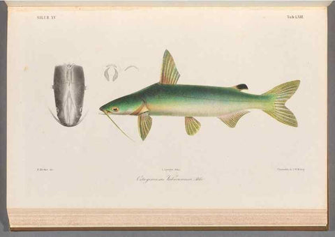 Reproducción/Reproduction 48908879327: Atlas ichthyologique des Indes orientales néêrlandaises :. Amsterdam :Frédéric Muller, editeur,1862-1878. 