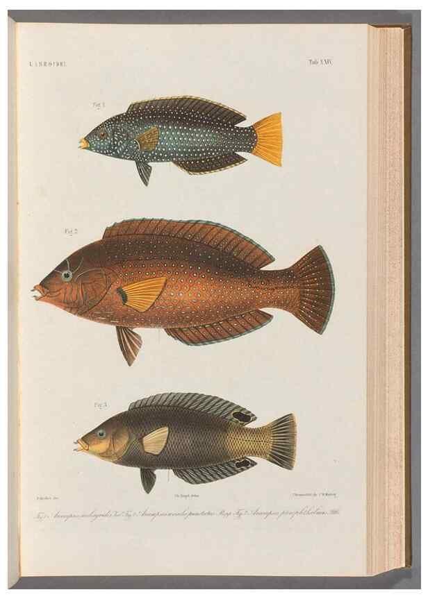Reproducción/Reproduction 48908834427: Atlas ichthyologique des Indes orientales néêrlandaises :. Amsterdam :Frédéric Muller, editeur,1862-1878. 