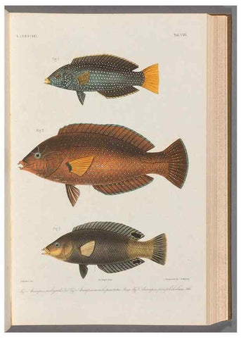 Reproducción/Reproduction 48908834427: Atlas ichthyologique des Indes orientales néêrlandaises :. Amsterdam :Frédéric Muller, editeur,1862-1878. 