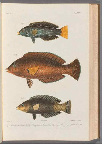 Reproducción/Reproduction 48908834427: Atlas ichthyologique des Indes orientales néêrlandaises :. Amsterdam :Frédéric Muller, editeur,1862-1878. 