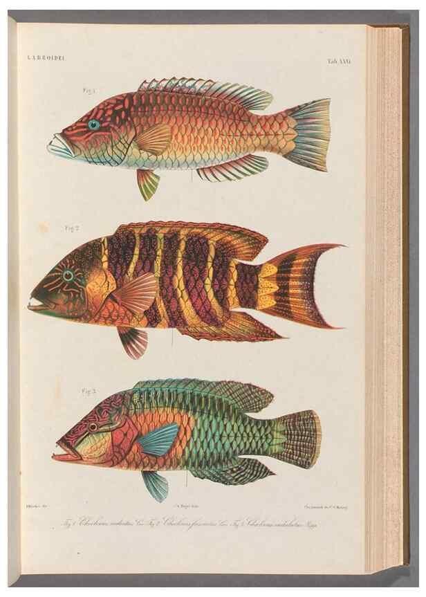 Reproducción/Reproduction 48908835217: Atlas ichthyologique des Indes orientales néêrlandaises :. Amsterdam :Frédéric Muller, editeur,1862-1878. 