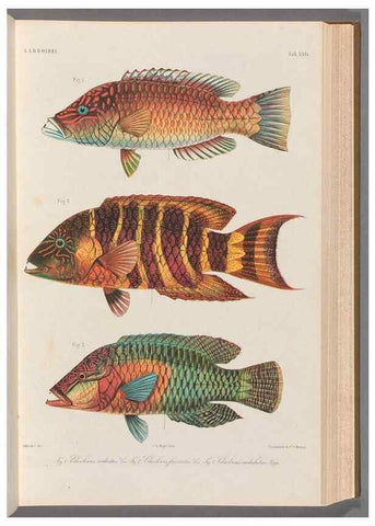 Reproducción/Reproduction 48908835217: Atlas ichthyologique des Indes orientales néêrlandaises :. Amsterdam :Frédéric Muller, editeur,1862-1878. 