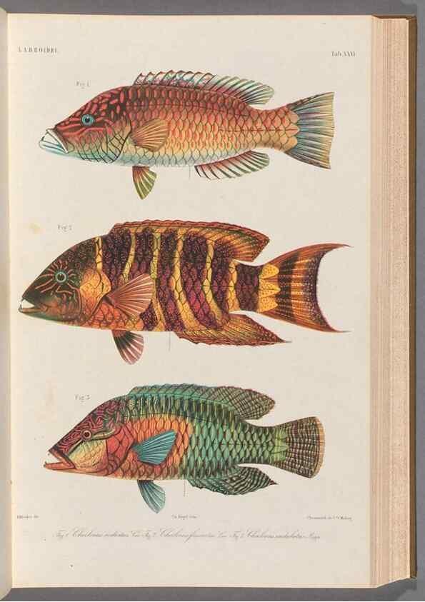 Reproducción/Reproduction 48908835217: Atlas ichthyologique des Indes orientales néêrlandaises :. Amsterdam :Frédéric Muller, editeur,1862-1878. 