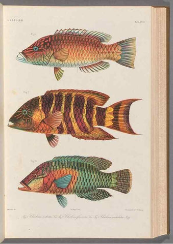 Reproducción/Reproduction 48908835217: Atlas ichthyologique des Indes orientales néêrlandaises :. Amsterdam :Frédéric Muller, editeur,1862-1878. 