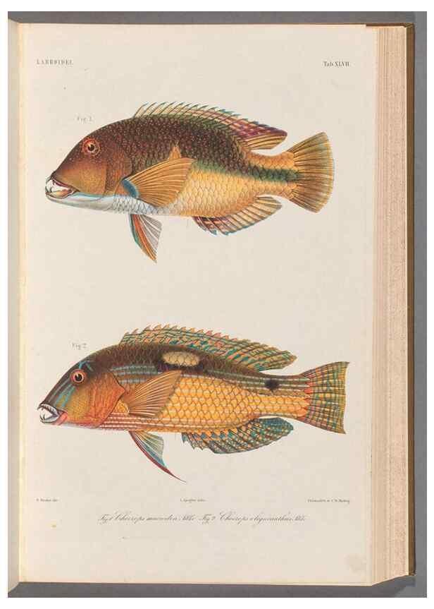 Reproducción/Reproduction 48908852497: Atlas ichthyologique des Indes orientales néêrlandaises :. Amsterdam :Frédéric Muller, editeur,1862-1878. 