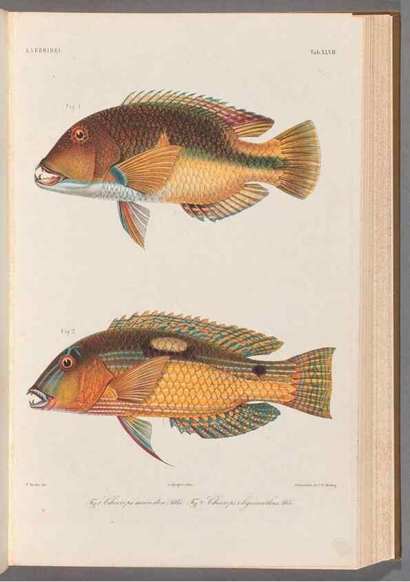 Reproducción/Reproduction 48908852497: Atlas ichthyologique des Indes orientales néêrlandaises :. Amsterdam :Frédéric Muller, editeur,1862-1878. 