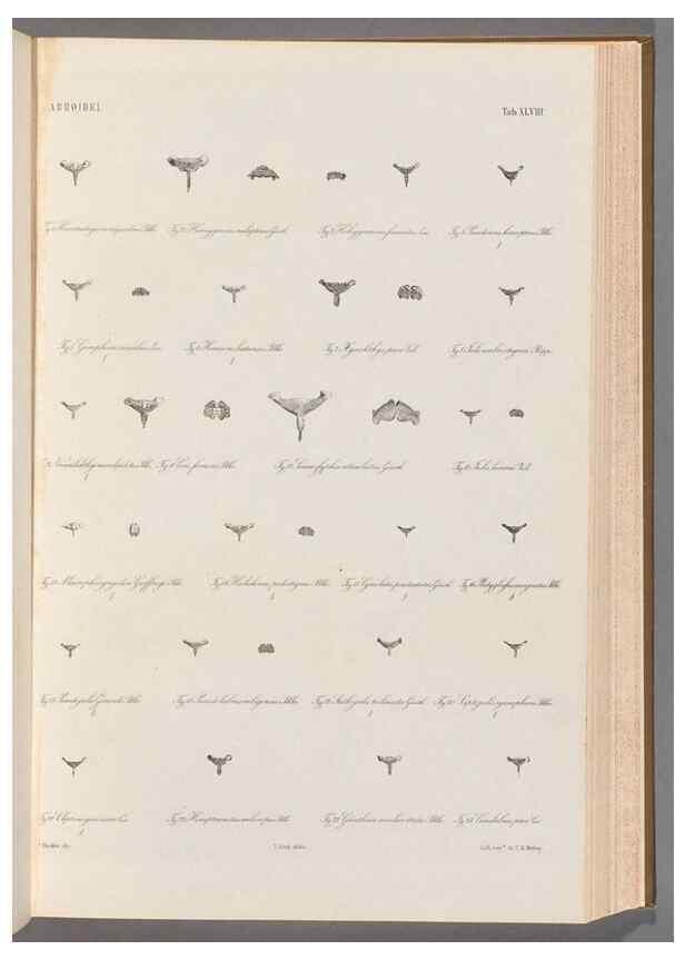 Reproducción/Reproduction 48908852892: Atlas ichthyologique des Indes orientales néêrlandaises :. Amsterdam :Frédéric Muller, editeur,1862-1878. 
