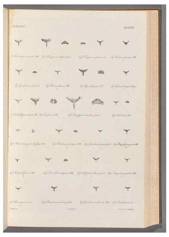 Reproducción/Reproduction 48908852892: Atlas ichthyologique des Indes orientales néêrlandaises :. Amsterdam :Frédéric Muller, editeur,1862-1878. 