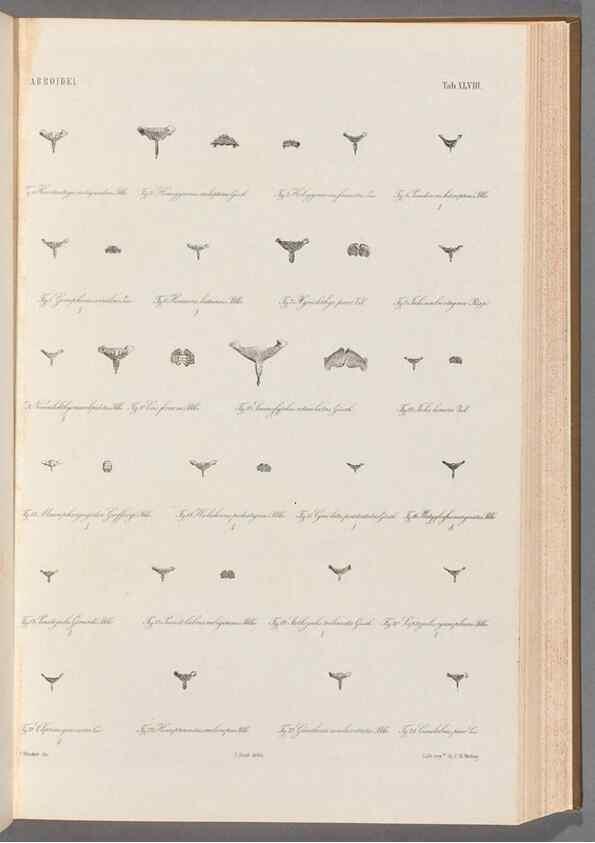 Reproducción/Reproduction 48908852892: Atlas ichthyologique des Indes orientales néêrlandaises :. Amsterdam :Frédéric Muller, editeur,1862-1878. 