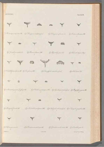 Reproducción/Reproduction 48908852892: Atlas ichthyologique des Indes orientales néêrlandaises :. Amsterdam :Frédéric Muller, editeur,1862-1878. 