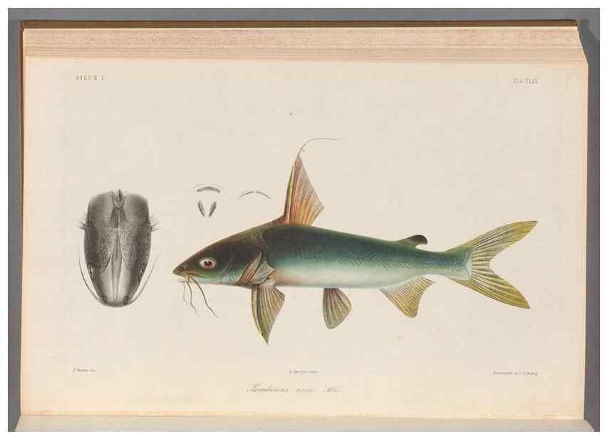 Reproducción/Reproduction 48908647946: Atlas ichthyologique des Indes orientales néêrlandaises :. Amsterdam :Frédéric Muller, editeur,1862-1878. 