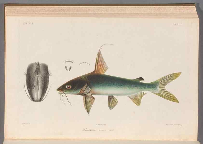 Reproducción/Reproduction 48908647946: Atlas ichthyologique des Indes orientales néêrlandaises :. Amsterdam :Frédéric Muller, editeur,1862-1878. 