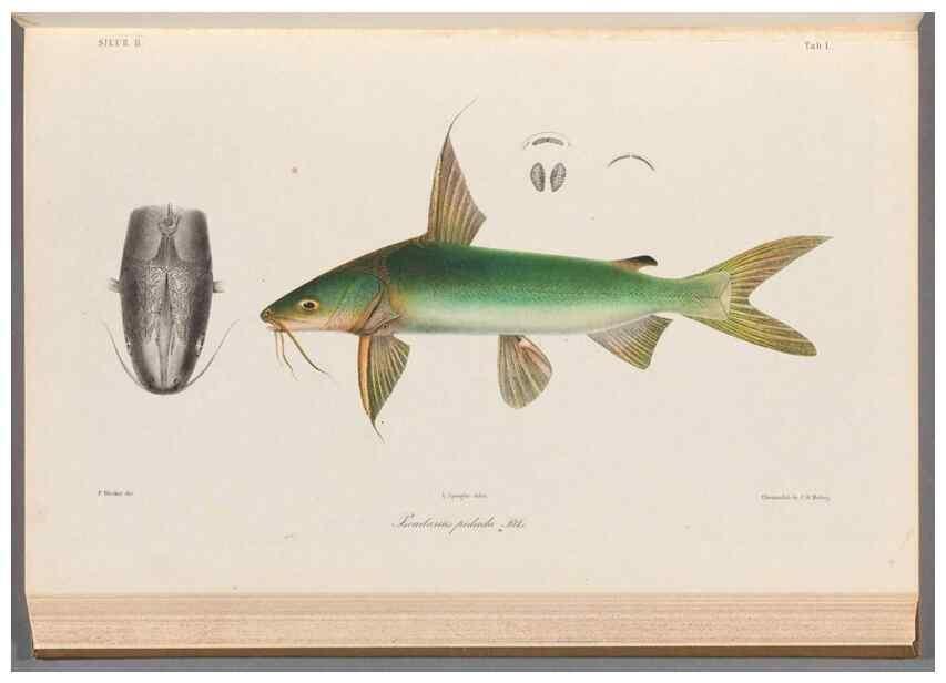 Reproducción/Reproduction 48908117263: Atlas ichthyologique des Indes orientales néêrlandaises :. Amsterdam :Frédéric Muller, editeur,1862-1878. 