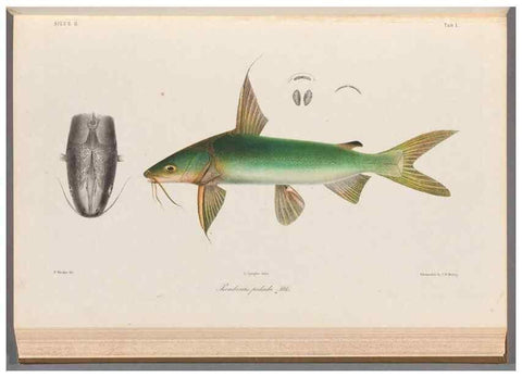 Reproducción/Reproduction 48908117263: Atlas ichthyologique des Indes orientales néêrlandaises :. Amsterdam :Frédéric Muller, editeur,1862-1878. 