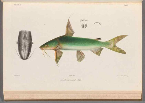 Reproducción/Reproduction 48908117263: Atlas ichthyologique des Indes orientales néêrlandaises :. Amsterdam :Frédéric Muller, editeur,1862-1878. 
