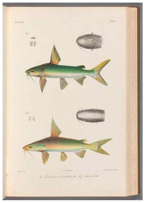 Reproducción/Reproduction 48908117568: Atlas ichthyologique des Indes orientales néêrlandaises :. Amsterdam :Frédéric Muller, editeur,1862-1878. 
