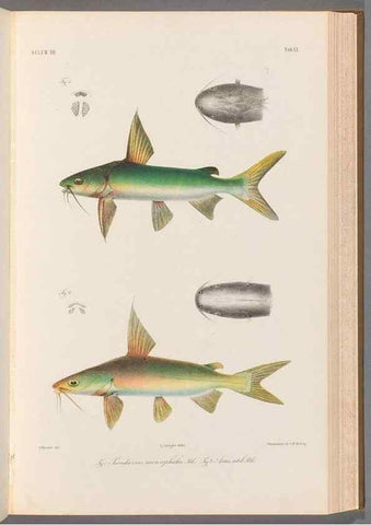 Reproducción/Reproduction 48908117568: Atlas ichthyologique des Indes orientales néêrlandaises :. Amsterdam :Frédéric Muller, editeur,1862-1878. 