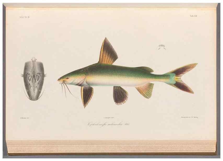 Reproducción/Reproduction 48908117868: Atlas ichthyologique des Indes orientales néêrlandaises :. Amsterdam :Frédéric Muller, editeur,1862-1878. 