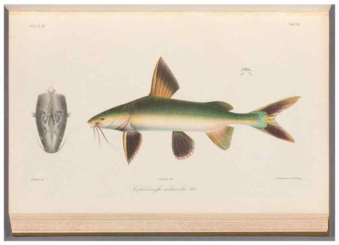 Reproducción/Reproduction 48908117868: Atlas ichthyologique des Indes orientales néêrlandaises :. Amsterdam :Frédéric Muller, editeur,1862-1878. 