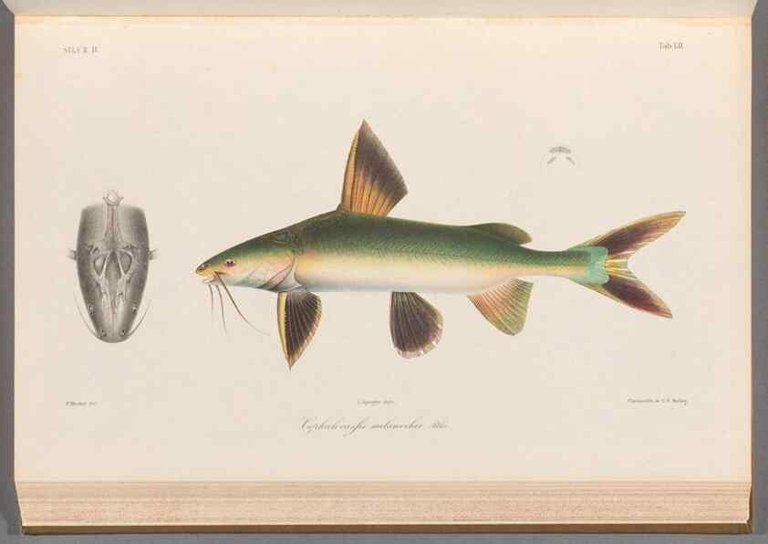 Reproducción/Reproduction 48908117868: Atlas ichthyologique des Indes orientales néêrlandaises :. Amsterdam :Frédéric Muller, editeur,1862-1878. 