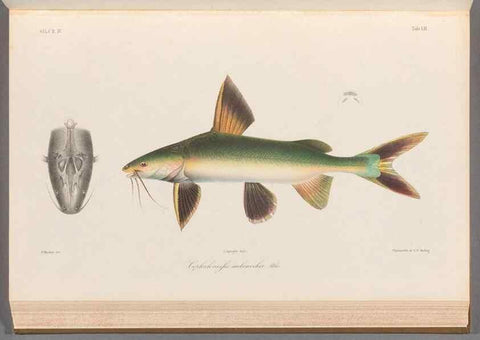 Reproducción/Reproduction 48908117868: Atlas ichthyologique des Indes orientales néêrlandaises :. Amsterdam :Frédéric Muller, editeur,1862-1878. 