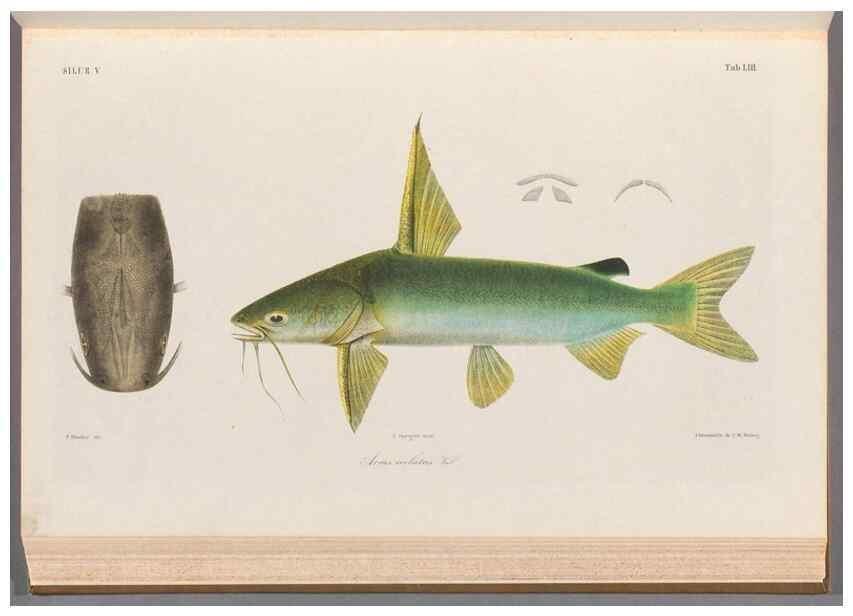 Reproducción/Reproduction 48908649171: Atlas ichthyologique des Indes orientales néêrlandaises :. Amsterdam :Frédéric Muller, editeur,1862-1878. 
