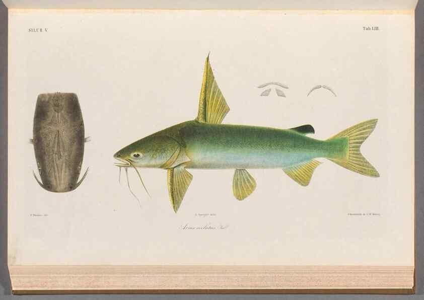 Reproducción/Reproduction 48908649171: Atlas ichthyologique des Indes orientales néêrlandaises :. Amsterdam :Frédéric Muller, editeur,1862-1878. 