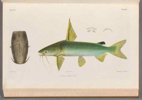 Reproducción/Reproduction 48908649171: Atlas ichthyologique des Indes orientales néêrlandaises :. Amsterdam :Frédéric Muller, editeur,1862-1878. 