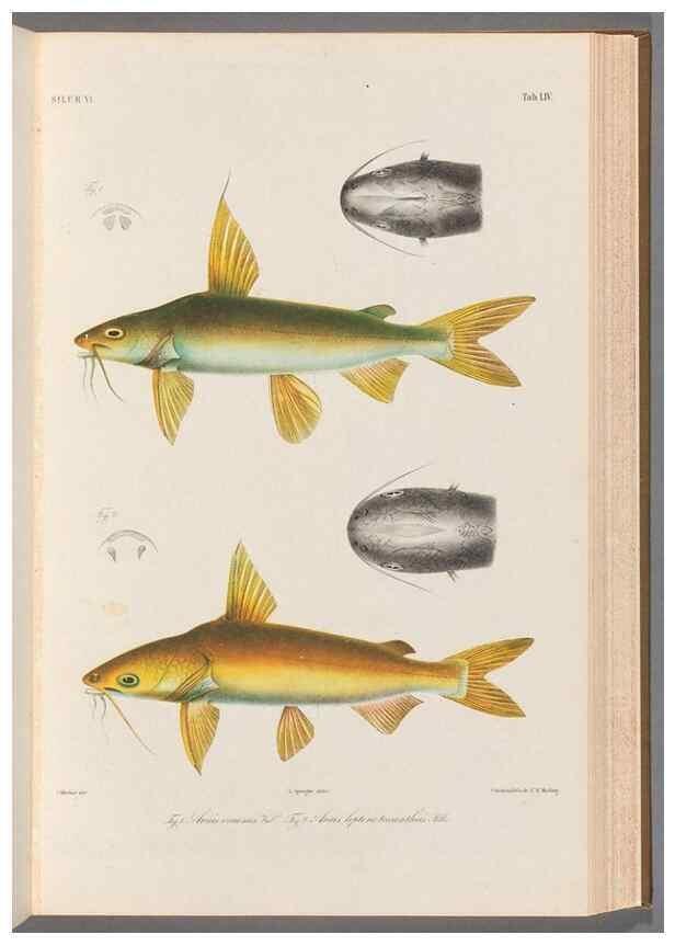 Reproducción/Reproduction 48908854852: Atlas ichthyologique des Indes orientales néêrlandaises :. Amsterdam :Frédéric Muller, editeur,1862-1878. 