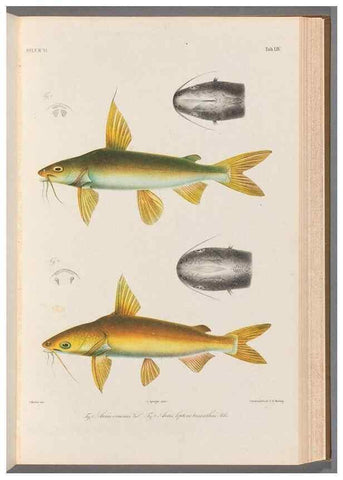 Reproducción/Reproduction 48908854852: Atlas ichthyologique des Indes orientales néêrlandaises :. Amsterdam :Frédéric Muller, editeur,1862-1878. 