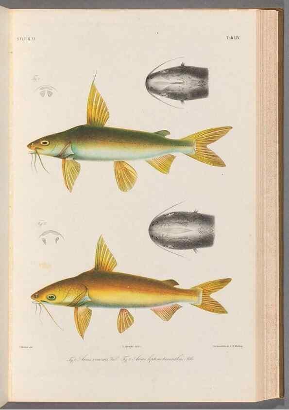 Reproducción/Reproduction 48908854852: Atlas ichthyologique des Indes orientales néêrlandaises :. Amsterdam :Frédéric Muller, editeur,1862-1878. 