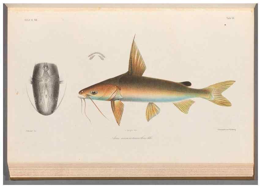 Reproducción/Reproduction 48908118753: Atlas ichthyologique des Indes orientales néêrlandaises :. Amsterdam :Frédéric Muller, editeur,1862-1878. 