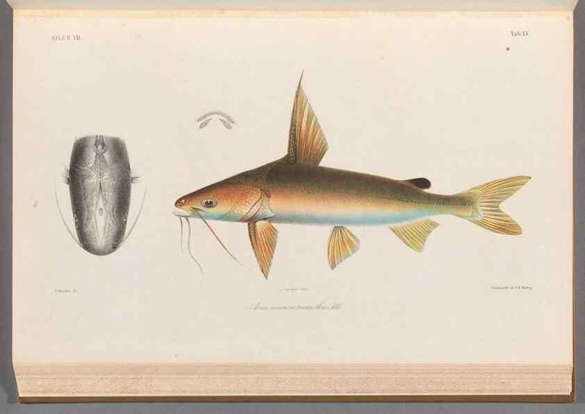 Reproducción/Reproduction 48908118753: Atlas ichthyologique des Indes orientales néêrlandaises :. Amsterdam :Frédéric Muller, editeur,1862-1878. 